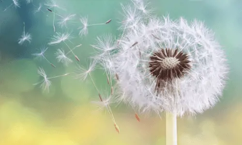 Dandelion in wind